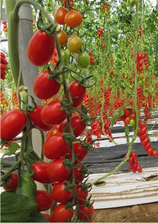 Tomato  White Rabbit Organic Tomato Seeds | TomatoFest