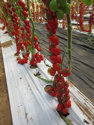 Tomato  Early maturing beef tomato Lancer (E15B.70422)